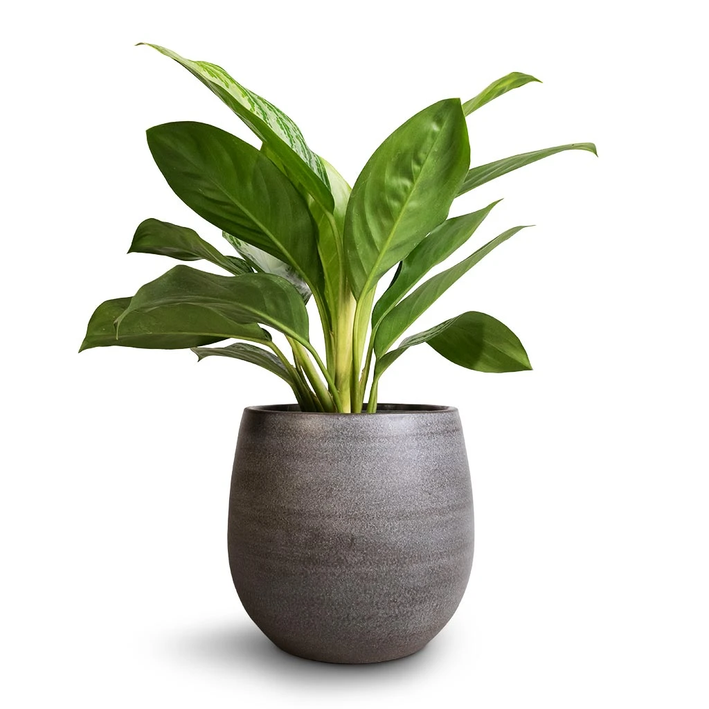 Aglaonema Silver Bay - Chinese Evergreen 4 Aglaonema Silver Bay - Chinese Evergreen - Image 4