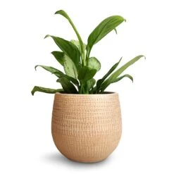 Ryan Plant Pot - Sand Gold -Indoor Plants Aglaonema Silver Bay Chinese Evergreen 14x45cm Ryan Plant Pot Sand Gold 18x16cm 9d7c89f6 d152 4741 aed3 f62db408cb77