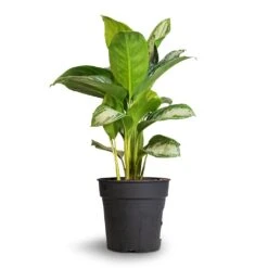 Aglaonema Silver Bay - Chinese Evergreen 19 Aglaonema Silver Bay - Chinese Evergreen -Indoor Plants Aglaonema Silver Bay Chinese Evergreen 24x65cm 1