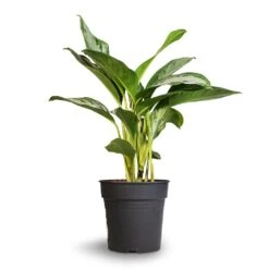 Aglaonema Silver Bay - Chinese Evergreen 17 Aglaonema Silver Bay - Chinese Evergreen -Indoor Plants Aglaonema Silver Bay Chinese Evergreen 24x65cm 2
