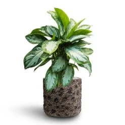 Luxe Lite Moon Cylinder Planter - Bronze -Indoor Plants Aglaonema Silver Bay Chinese Evergreen Hydroculture Luxe Lite Moon Cylinder Planter Bronze 569d32ff 0e5f 4429 aaea b322edd7caff