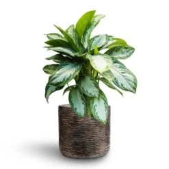 Luxe Lite Wrinkle Cylinder Planter - Bronze -Indoor Plants Aglaonema Silver Bay Chinese Evergreen Hydroculture Luxe Lite Wrinkle Cylinder Planter Bronze