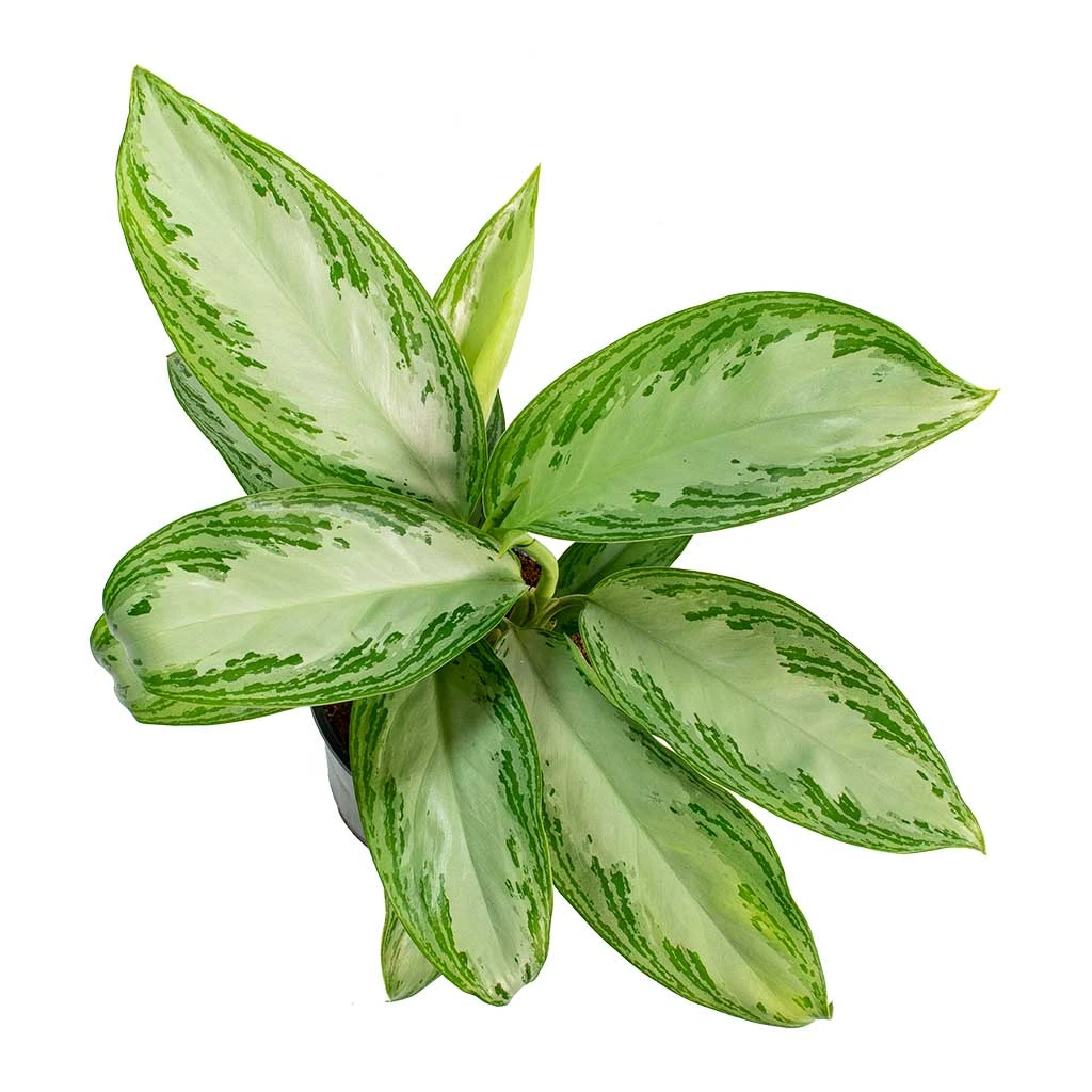 Aglaonema Silver Bay - Chinese Evergreen 2 Aglaonema Silver Bay - Chinese Evergreen - Image 2