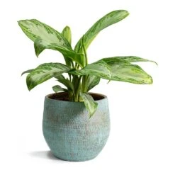 Aglaonema Silver Bay - Chinese Evergreen 20 Aglaonema Silver Bay - Chinese Evergreen -Indoor Plants Aglaonema Silver Bay Chinese Evergreen Ryan Plant Pot Blue Gold