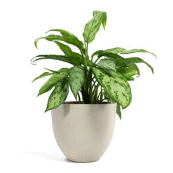 Coral Refined Planter - Natural White -Indoor Plants Aglaonema Silver Queen Chinese Evergreen Coral Refined Planter Natural White