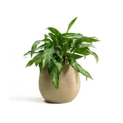 Ryan Plant Pot - Sand Gold -Indoor Plants Aglaonema Silver Queen Chinese Evergreen Ryan Plant Pot Sand Gold