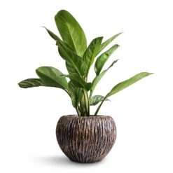 Luxe Lite Waterfall Globe Planter - Bronze -Indoor Plants Aglaonema Stripes Chinese Evergreen 17x55cm Luxe Lite Waterfall Globe Planter Bronze 28x20cm