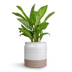 Puro Ripple Plant Pot - White -Indoor Plants Aglaonema Stripes Chinese Evergreen 17x55cm Puro Ripple Plant Pot White 21x19cm