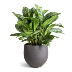 Mini Orb Kevan Plant Pot - Black Washed -Indoor Plants Aglaonema Stripes Chinese Evergreen 30x80cm Mini Orb Kevan Plant Pot Black Washed 39x35cm fae8348e e067 44c4 a8e0 73ac5d9ecf65