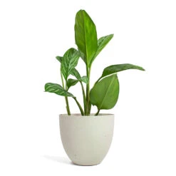 Coral Refined Planter - Natural White -Indoor Plants Aglaonema Stripes Chinese Evergreen Coral Refined Planter Natural White