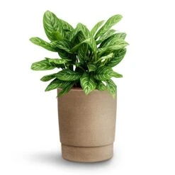 Chao Plant Pot - Concrete 10 Chao Plant Pot - Concrete -Indoor Plants Aglaonema Stripes Chinese Evergreen Hydroculture Chao Plant Pot Concrete a5a1b611 de8d 4d26 ad3a 6afbb53e4973