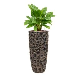 Luxe Lite Moon Partner Planter - Bronze -Indoor Plants Aglaonema Stripes ChineseEvergreen Hydrocare Luxe Lite Moon Partner Planter Bronze cd3df0e9 7659 4095 b089 1d04e64150dc