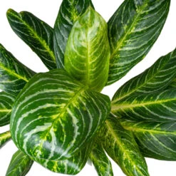 Aglaonema Key Lime - Chinese Evergreen -Indoor Plants AglaonemaKeyLime ChineseEvergreen 1