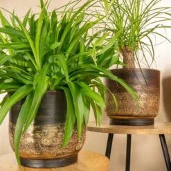 Aico Plant Pot - Shiny Brown -Indoor Plants Aico shiny brown 05