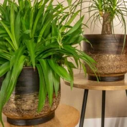 Aico Plant Pot - Shiny Brown -Indoor Plants Aico shiny brown 06