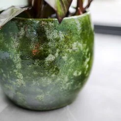 Aimee Plant Pot - Pear -Indoor Plants Aimee Plant Pot Pear Banana Plant