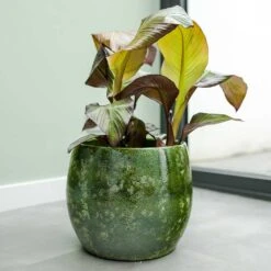 Aimee Plant Pot - Pear -Indoor Plants Aimee Plant Pot Pear Houseplants