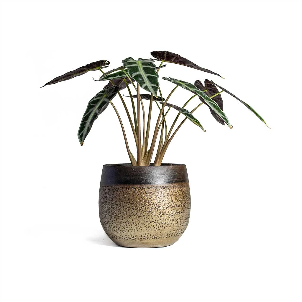 Mya Plant Pot - Deep Champagne 11 Mya Plant Pot - Deep Champagne - Image 11