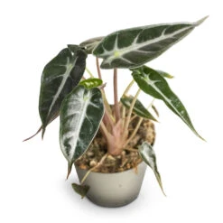 Alocasia Bambino Arrow - Jewel Alocasia -Indoor Plants Alocasia Bambino Arrow Jewel Alocasia 9x15cm 2