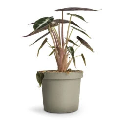 Alocasia Bambino Arrow - Jewel Alocasia -Indoor Plants Alocasia Bambino Arrow Jewel Alocasia 9x15cm