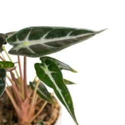 Alocasia Bambino Arrow - Jewel Alocasia -Indoor Plants Alocasia Bambino Arrow Jewel Alocasia 9x15cm 3