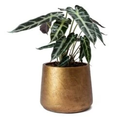 Alocasia Bambino Arrow - Jewel Alocasia -Indoor Plants Alocasia Bambino Arrow Jewel Alocasia Metallic Copper Patt Plant Pot