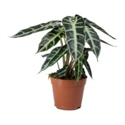 Alocasia Bambino Arrow - Jewel Alocasia -Indoor Plants Alocasia Bambino Arrow Jewel Alocasia v2