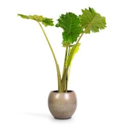 Alocasia Portodora - Upright Elephant Ear -Indoor Plants Alocasia Portodora Upright Elephant Ear 24x90cm Ayla Plant Pot Grey Brushed 37x32cm