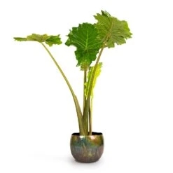 Alocasia Portodora - Upright Elephant Ear -Indoor Plants Alocasia Portodora Upright Elephant Ear 24x90cm Ellen Metal Plant Pots Set3 Vintage Green 4667239b ad7f 42bd aba5 d1754f026680