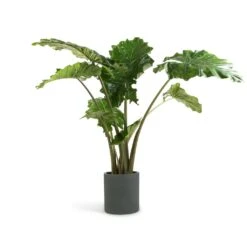 Alocasia Portodora - Upright Elephant Ear -Indoor Plants Alocasia Portodora Upright Elephant Ear 24x90cm Max Refined Planter Pine Green 29x29.5cm