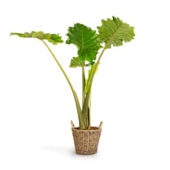Alocasia Portodora - Upright Elephant Ear -Indoor Plants Alocasia Portodora Upright Elephant Ear 24x90cm Nanna Wikr Plant Basket Natural 30x32cm