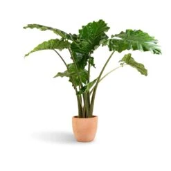 Terracotta Plant Pot -Indoor Plants Alocasia Portodora Upright Elephant Ear 24x90cm Terracotta Plant Pot 30x26cm 431f1c41 7c5d 4f7d bf34 6e27f3f0afce