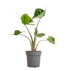 Alocasia Stingray - Elephant Ear -Indoor Plants Alocasia Stingray Elephant Ear 13x40cm