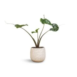 Alocasia Stingray - Elephant Ear -Indoor Plants Alocasia Stingray Elephant Ear 17x65cm Arles Leaf Plant Pot White 20x20cm 913f0bb4 1e45 4d89 88b6 96363e3619e1