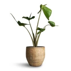 Alocasia Stingray - Elephant Ear -Indoor Plants Alocasia Stingray Elephant Ear 17x65cm Emmy Plant Pot Camel 22x20cm