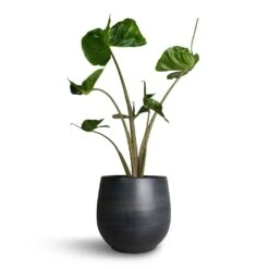 Esra Plant Pot - Graphite -Indoor Plants Alocasia Stingray Elephant Ear 17x65cm Esra Plant Pot Graphite 22x20cm b964970d 913a 4cb5 9e4e be2b7eaae135