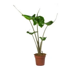 Alocasia Stingray - Elephant Ear -Indoor Plants Alocasia Stingray Elephant Ear