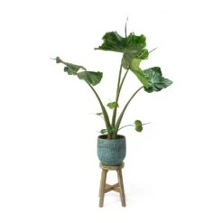 Alocasia Stingray - Elephant Ear -Indoor Plants Alocasia Stingray Elephant Ear Evi Antique Bronze Plant Pot