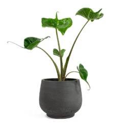 Mini Pixie Plant Pot - Black Washed 17 Mini Pixie Plant Pot - Black Washed -Indoor Plants Alocasia Stingray Elephant Ear Mini Pixie Plant Pot Black Washed