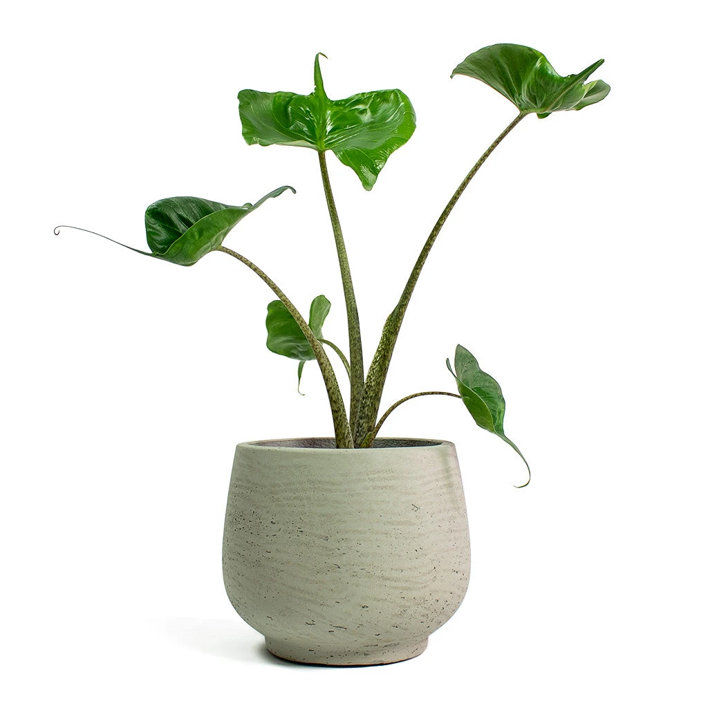 Mini Pixie Plant Pot - Grey Washed 5 Mini Pixie Plant Pot - Grey Washed - Image 5