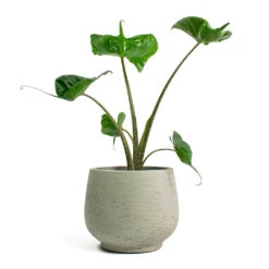 Alocasia Stingray - Elephant Ear -Indoor Plants Alocasia Stingray Elephant Ear Mini Pixie Plant Pot Grey Washed 9a0a6251 aef9 4d2c a90c 7fc8eff25538