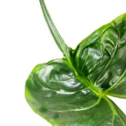 Alocasia Stingray - Elephant Ear -Indoor Plants Alocasia Stingray Elephant Ear Swatch 3