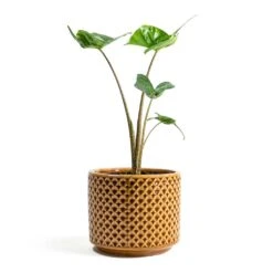 Alocasia Stingray - Elephant Ear -Indoor Plants Alocasia Stingray Elephant Ear Thies Plant Pot Mustard 489ff64e cd0c 4143 9fca 372bb3c563f5