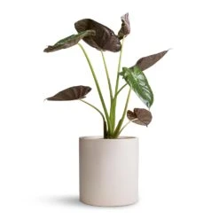 Alocasia Wentii - Hardy Elephant Ear 20 Alocasia Wentii - Hardy Elephant Ear -Indoor Plants Alocasia Wentii Hardy Elephant Ear 19x65cm Max Refined Planter Natural White 29x29.5cm