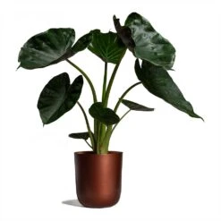Alocasia Wentii - Hardy Elephant Ear 21 Alocasia Wentii - Hardy Elephant Ear -Indoor Plants Alocasia Wentii Hardy Elephant Ear 19x65cm Mayk Plant Pot Copper 22.5cmx23cm bf95207a d585 4404 ae11 9e21a8a4d958