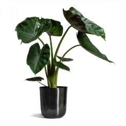 Alocasia Wentii - Hardy Elephant Ear 22 Alocasia Wentii - Hardy Elephant Ear -Indoor Plants Alocasia Wentii Hardy Elephant Ear 19x65cm Mayk Plant Pot Lead 22.5cmx23cm