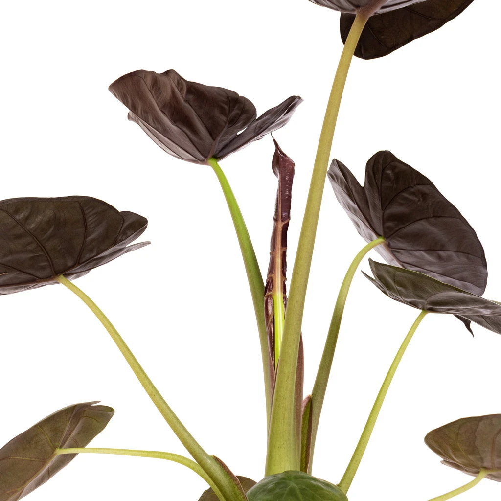 Alocasia Wentii - Hardy Elephant Ear 4 Alocasia Wentii - Hardy Elephant Ear - Image 4