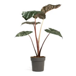 Alocasia Yucatan Princess - Elephant Ear 15 Alocasia Yucatan Princess - Elephant Ear -Indoor Plants Alocasia Yucatan Princess Elephant Ear 17cm 002