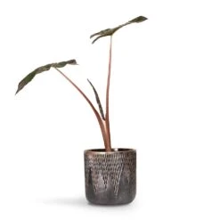 Alocasia Yucatan Princess - Elephant Ear 17 Alocasia Yucatan Princess - Elephant Ear -Indoor Plants Alocasia Yucatan Princess Elephant Ear 17x65cm Luxe Lite Comet Cylinder Planter Bronze 28x27cm