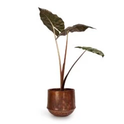 Alocasia Yucatan Princess - Elephant Ear 16 Alocasia Yucatan Princess - Elephant Ear -Indoor Plants Alocasia Yucatan Princess Elephant Ear 17x65cm Noud Plant Pot Copper 26x22cm 2fc8507c 9e2c 4d34 89b0 ec915738e474
